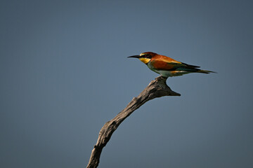 European bee-eater on stump under blue sky