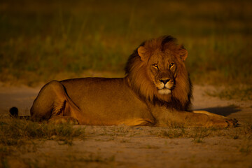 Male lion lies on sand at dawn