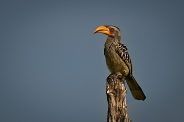 Southern yellow-billed hornbill on stump with catchlight