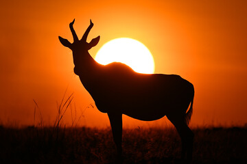 Topi stands on horizon silhouetted against sun