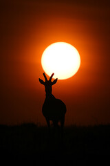 Topi standing on horizon silhouetted under sun