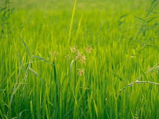 A weed in the middle of a rice field