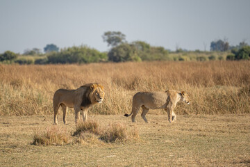 Big lion lying on savannah grass. Landscape with characteristic trees on the plain and hills in the background