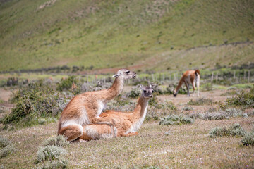 Guanaco close up photo in Peninsula Valdes, Patagonia, Argentina