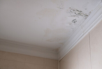 Serious mildew and mold problem on ceiling. Mold removal service. Affected roof from rain.