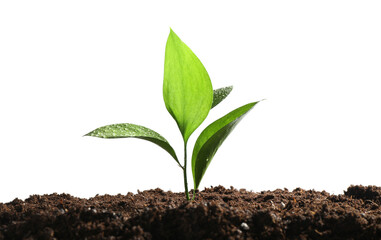 Young sapling in soil isolated on white