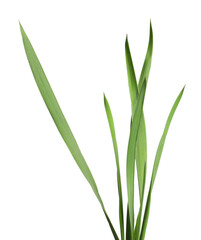 Blades of green grass isolated on white