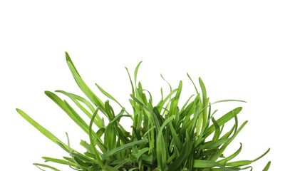 Beautiful fresh green grass isolated on white