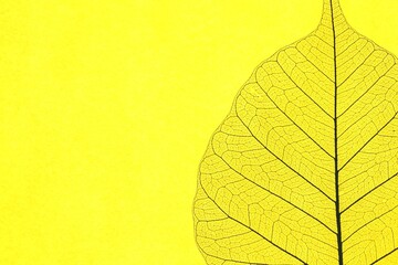 Obraz premium Beautiful skeleton leaf on yellow background, macro view. Space for text