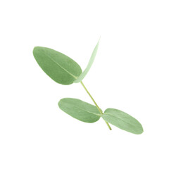 Eucalyptus branch with fresh leaves isolated on white