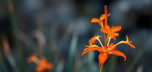 Close-up of vibrant orange Cyrtanthus ventricosus fire lily flowers blooming on a single stalk in South Africa, flowering plant, bloom