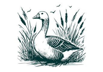 Goose hand drawn sketch illustration vector