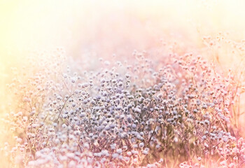 Little daisy flowers in meadow, beautiful flowers in soft color and blur style for background usage