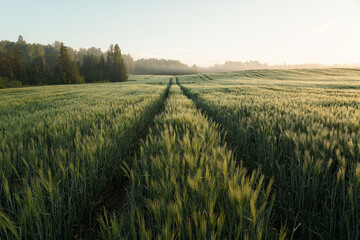 Rails in the barley field