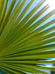 Palm Branch In The Summer Sun