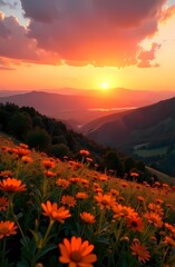 Colorful wildflowers in a field at sunset. Natural light shines through the brightly colored flowers creating a spring/summer picture. Early summer.