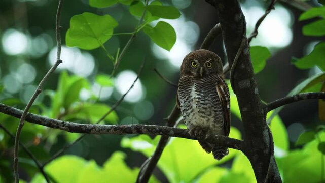 ungle Owlet Perched on Tree Branch &ndash; Close-Up of Wild Bird in Natural Habitat