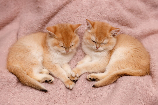 Two adorable kittens resting peacefully on a soft pink blanket, looking calm and sleepy.