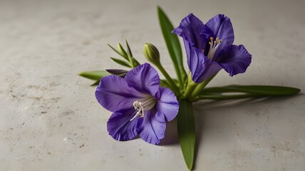 purple crocus flowers