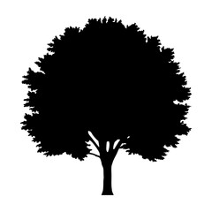 Silhouette of a large tree with a full crown and sturdy trunk