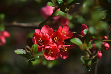 Japanische Zierquitte