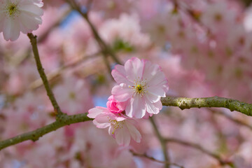 Obraz premium cherry flower on a tree twig close-up