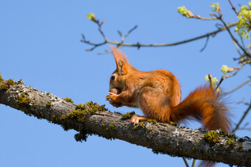 red squirrel is sitting on a tree branch and holding a walnut in its mouth close-up