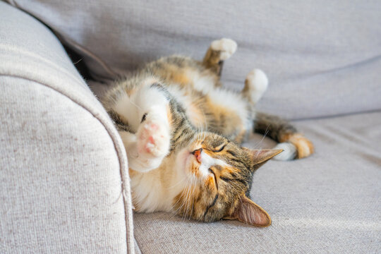 Calico cat relaxing on soft couch in a cozy living room during afternoon sunlight