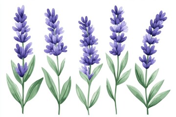 Naklejka premium Watercolor lavender flowers on white backdrop creating a serene botanical illustration perfect for spring designs and floral themed projects