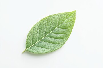 Obraz premium Minimal leaf form, isolated on white, perfect for eco-friendly label design