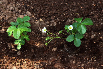 Strawberry plants  with flowers and unripe green fruits in the vegetable garden on late springtime