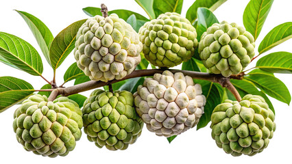 Closeup of a Branch of Fresh Custard Apples with Lush Green Leaves Isolated on Trensprent Background png