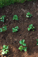 Strawberry plants  with flowers and unripe green fruits in the vegetable garden on late springtime