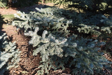 Fat Albert Spruce tree needles in fall, Colorado