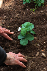 Detail of female hands transplanting strawberry plants in the vegetable garden on late springtime