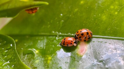 Three ladybugs on green leaf closeup, macro nature insect photography