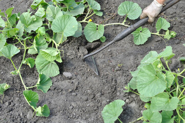 gardener working with a hoe in the melon plantation- seasonal work in the vegetable garden