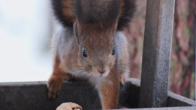 Eurasian red squirrel takes a large walnut from forest feeder in winter