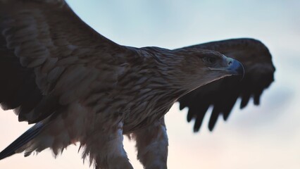 Imperial eagle flying in Crimea with open wings at sunset