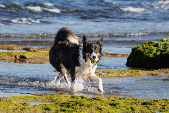 Perro Border collie jugando en la orilla del mar con una pelota de tenis, Alicante, Espa&ntilde;a