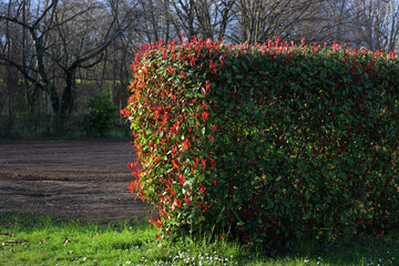 Red Robin Photinia hedge with many red leaves on springtime. Photinia x fraseri in the garden 
