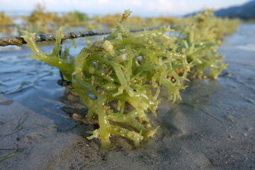 Closeup of green seaweed plant growing on a string at low tide on seaweed farm   © Travelanza