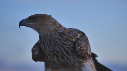 Imperial eagle looking away in Crimean peninsula at dawn