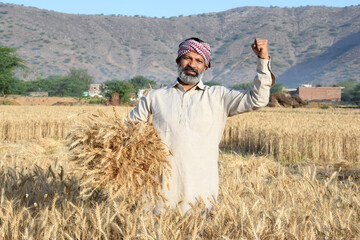 Portrait of an Indian farmer holding harvested golden wheat crops at wheat filed 