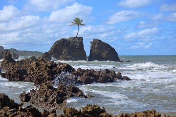 Solitude of palm tree alone over a dark rock on the beach, crispy waves crashing on rocks making white foam. Tambaba beach in Conde coast near Joao Pessoa, Brazil. 