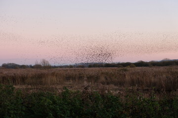 Murmuration of starlings against pink sky sunset at Avalon Marshes on the Somerset Levels, England UK 