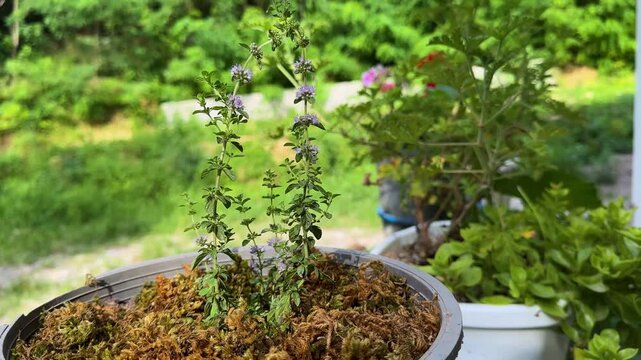 herbal in Hyrcanian forest pennyroyal mint wild floral Mentha pulegium spearmint aromatic bee blossom flora honey leaf meadow mentha macro plant spring summer wildflower wildlife iran gilan asia tea