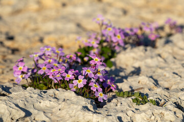 Malcolmia maritima, or Virginia stock. Greek flora.