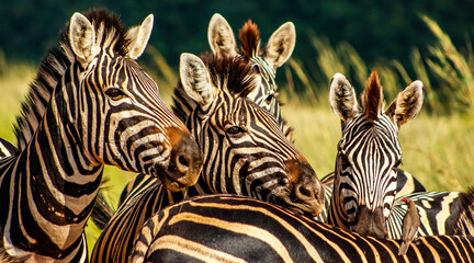zebras in zoo