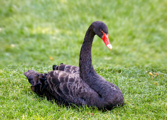 a black swan sitting in the grass on a meadow